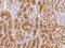DnaJ Heat Shock Protein Family (Hsp40) Member C12 antibody, 201954-T08, Sino Biological, Immunohistochemistry frozen image 