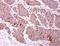 Charged Multivesicular Body Protein 2B antibody, NBP2-15887, Novus Biologicals, Immunohistochemistry paraffin image 