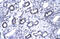 Forkhead Box P1 antibody, 27-635, ProSci, Western Blot image 