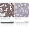 Tescalcin antibody, NBP2-13426, Novus Biologicals, Immunohistochemistry paraffin image 