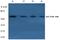 ALK4 antibody, AP06686PU-N, Origene, Western Blot image 