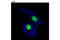 Minichromosome Maintenance Complex Component 2 antibody, 12079S, Cell Signaling Technology, Immunocytochemistry image 