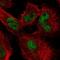 MutL Homolog 1 antibody, NBP2-38677, Novus Biologicals, Immunocytochemistry image 