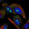Nudix Hydrolase 8 antibody, PA5-59493, Invitrogen Antibodies, Immunofluorescence image 