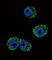 C-C Motif Chemokine Receptor 7 antibody, abx032372, Abbexa, Western Blot image 