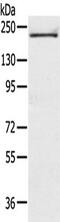 TSC Complex Subunit 2 antibody, TA351875, Origene, Western Blot image 