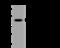 Ubiquitin Specific Peptidase 13 antibody, 204439-T36, Sino Biological, Western Blot image 