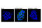 Keratin 20 antibody, 39359S, Cell Signaling Technology, Immunofluorescence image 