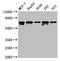MAGE Family Member D2 antibody, LS-C398295, Lifespan Biosciences, Western Blot image 