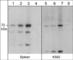 Thymocyte Selection Associated antibody, TP3881, ECM Biosciences, Western Blot image 