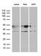 NFKB Inhibitor Epsilon antibody, LS-C800063, Lifespan Biosciences, Western Blot image 