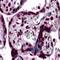 Karyopherin Subunit Alpha 7 antibody, orb75758, Biorbyt, Immunohistochemistry paraffin image 