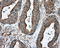 Tubulin Alpha 8 antibody, LS-C115136, Lifespan Biosciences, Immunohistochemistry frozen image 