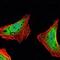 Ataxin 1 antibody, GTX80399, GeneTex, Immunofluorescence image 