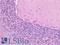 CUB And Sushi Multiple Domains 1 antibody, LS-A11143, Lifespan Biosciences, Immunohistochemistry paraffin image 