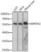 Inosine Monophosphate Dehydrogenase 2 antibody, A15626, ABclonal Technology, Western Blot image 