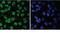 SRY-Box 17 antibody, IC19241G, R&D Systems, Immunofluorescence image 