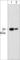 C-Terminal Src Kinase antibody, CM2471, ECM Biosciences, Western Blot image 