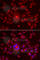 Golgi Reassembly Stacking Protein 1 antibody, A6609, ABclonal Technology, Immunofluorescence image 