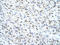 Matrin 3 antibody, ARP40922_T100, Aviva Systems Biology, Immunohistochemistry frozen image 