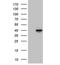 Phosphatidylinositol Transfer Protein Beta antibody, NBP2-46422, Novus Biologicals, Western Blot image 