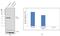 Growth Factor Receptor Bound Protein 2 antibody, PA1-10033, Invitrogen Antibodies, Western Blot image 