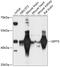 Septin 5 antibody, GTX66146, GeneTex, Western Blot image 