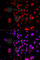 Replication Factor C Subunit 4 antibody, A5485, ABclonal Technology, Immunofluorescence image 