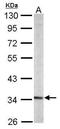 Purine Rich Element Binding Protein A antibody, GTX118470, GeneTex, Western Blot image 
