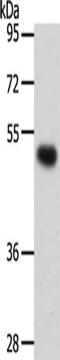 SMAD Family Member 5 antibody, CSB-PA049349, Cusabio, Western Blot image 