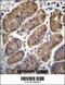 Transmembrane Protein 181 antibody, 56-403, ProSci, Immunohistochemistry frozen image 