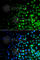 Ubiquitin Like Modifier Activating Enzyme 6 antibody, A7511, ABclonal Technology, Immunofluorescence image 
