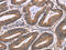 Neuregulin 1 antibody, CSB-PA940332, Cusabio, Immunohistochemistry paraffin image 