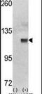 Hexokinase 1 antibody, PA5-15447, Invitrogen Antibodies, Western Blot image 