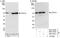 Decapping MRNA 1A antibody, NBP2-04038, Novus Biologicals, Immunoprecipitation image 