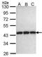 Phosphoglycerate Kinase 1 antibody, PA5-27404, Invitrogen Antibodies, Western Blot image 