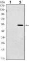 Polycomb protein SUZ12 antibody, MA5-15733, Invitrogen Antibodies, Western Blot image 