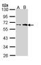Fukutin antibody, LS-B4851, Lifespan Biosciences, Western Blot image 