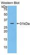 Myosin IA antibody, MBS2004405, MyBioSource, Western Blot image 