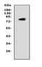 Pc4 antibody, GTX12306, GeneTex, Western Blot image 