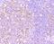 Lymphocyte Antigen 75 antibody, A08183-1, Boster Biological Technology, Immunohistochemistry frozen image 