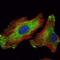 WNT Inhibitory Factor 1 antibody, NBP1-51658, Novus Biologicals, Immunofluorescence image 