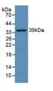 Caspase 4 antibody, MBS2001278, MyBioSource, Western Blot image 