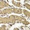 SET Domain Containing 5 antibody, LS-C346401, Lifespan Biosciences, Immunohistochemistry frozen image 
