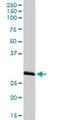 Mediator Complex Subunit 27 antibody, H00009442-D01P, Novus Biologicals, Western Blot image 