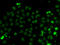 Brain Expressed X-Linked 3 antibody, LS-C346340, Lifespan Biosciences, Immunofluorescence image 