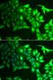 Aryl Hydrocarbon Receptor Interacting Protein Like 1 antibody, PA5-76944, Invitrogen Antibodies, Immunofluorescence image 