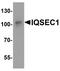IQ Motif And Sec7 Domain 1 antibody, A06482, Boster Biological Technology, Western Blot image 