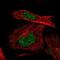 Integrin cytoplasmic domain-associated protein 1 antibody, NBP2-68856, Novus Biologicals, Immunofluorescence image 