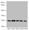 RAB5B, Member RAS Oncogene Family antibody, LS-C676351, Lifespan Biosciences, Western Blot image 